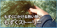 もずくにかける熱い想い。もずくストーリー
